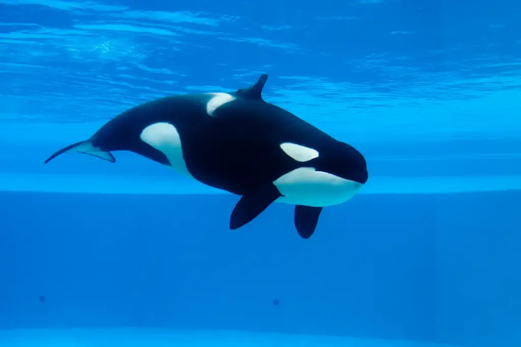 Killer Whale In The Ocean What Eats A Whale