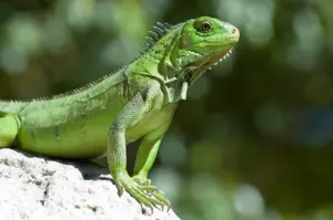 What Eats An Iguana
