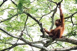 What Eats An Orangutan