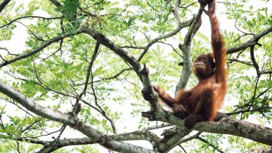 What Eats An Orangutan