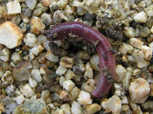 What Eats Dirt Earthworm