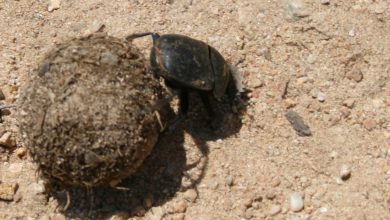 What Eats Poop Dung Beetle