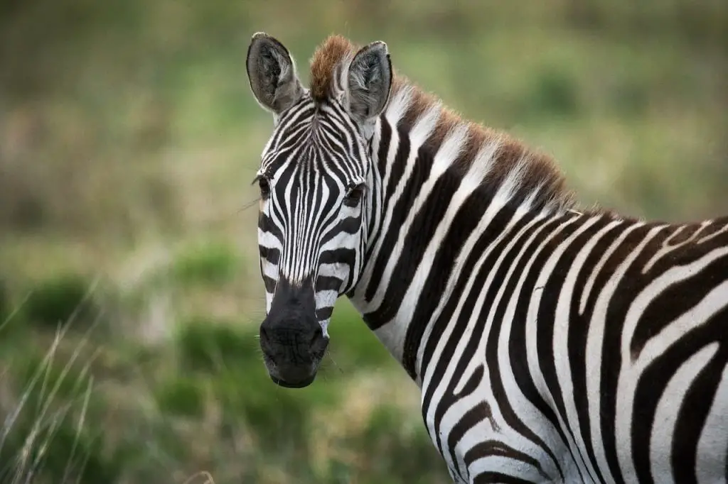 What Eats Zebras
