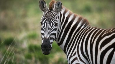 What Eats Zebras