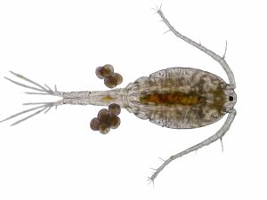 What Eats Zooplankton
