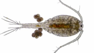 What Eats Zooplankton