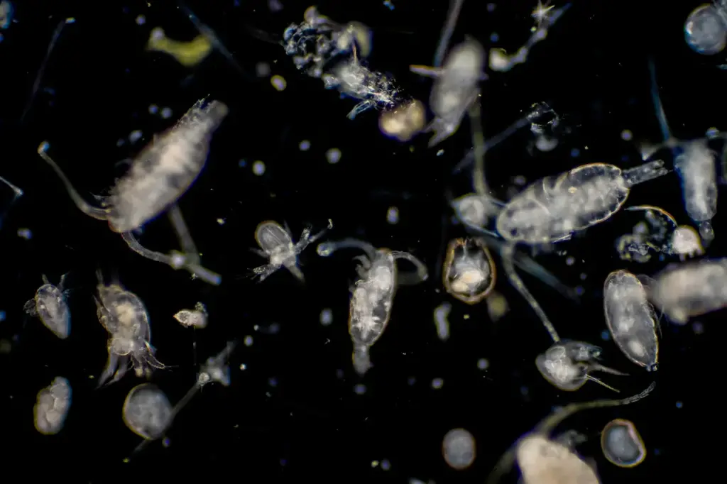 Zooplankton Are Organisms Drifting In Ocean