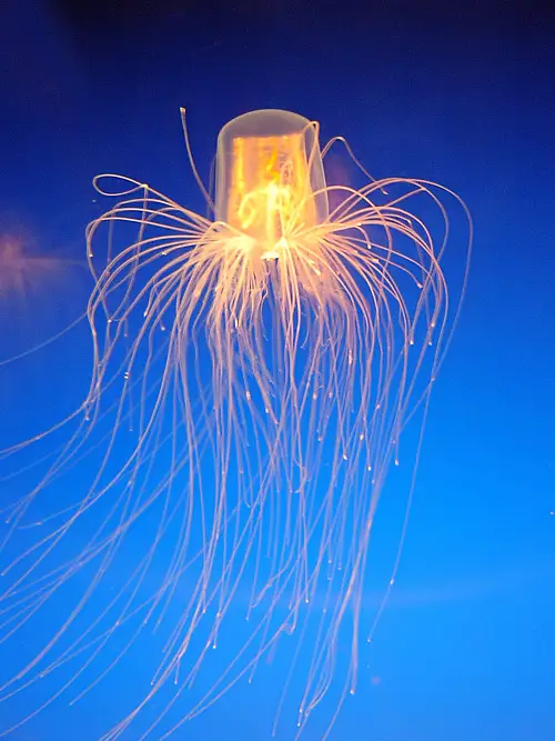 What Eats Jellyfish. A Strange-Looking Jellyfish