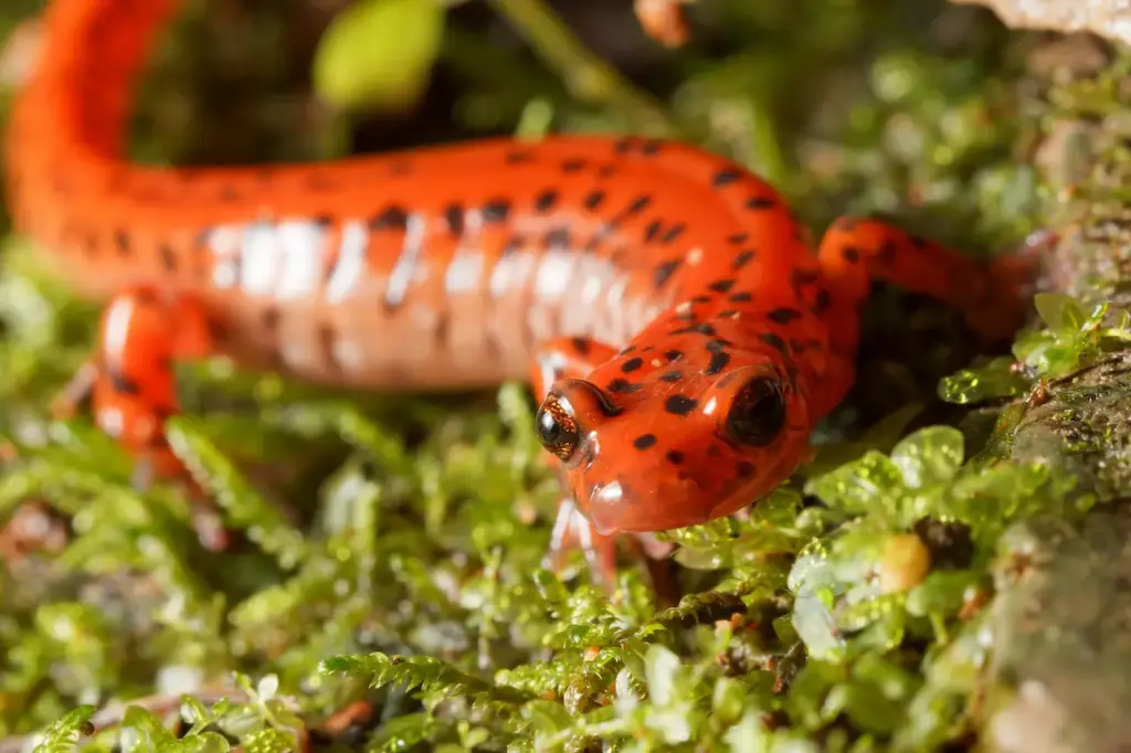 A Cave Salamander (Eurycea lucifuga)