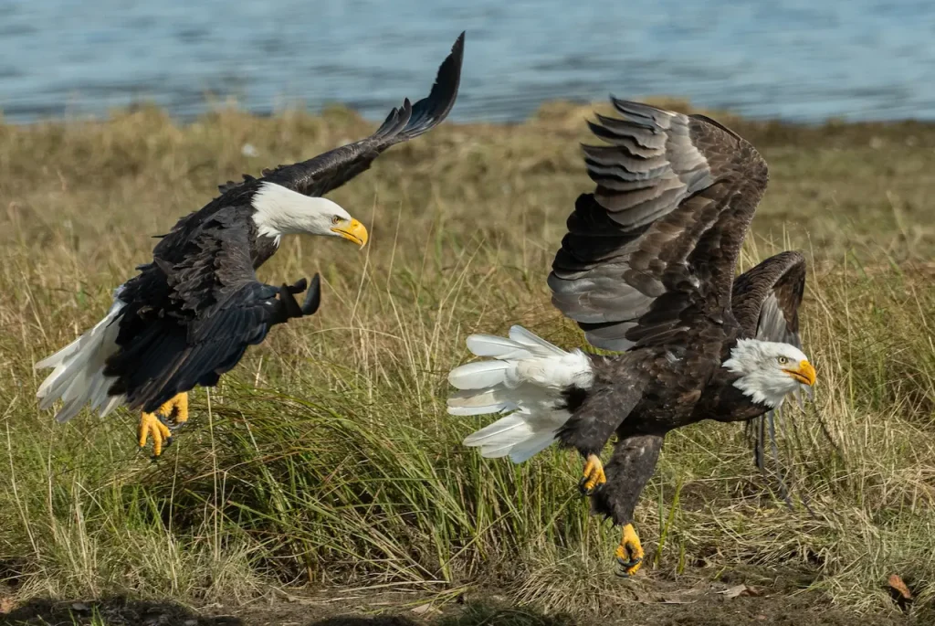 Flying American Bald Eagles What Eats Snakes