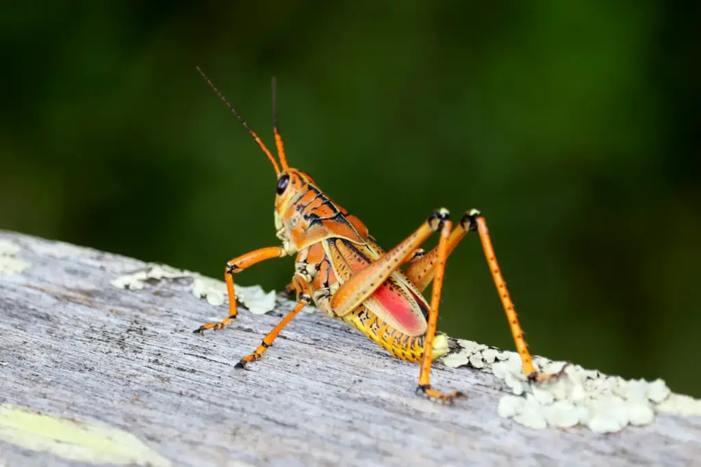 An Orange Grasshopper Sitting On A Log