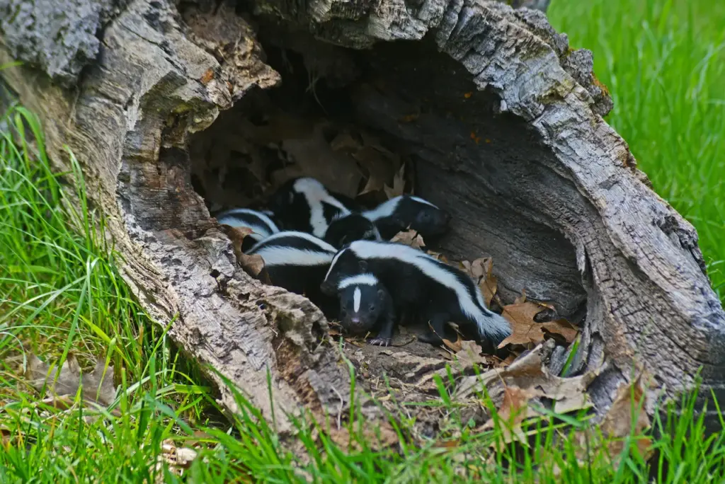 Baby Skunks Hiding Inside The Tree