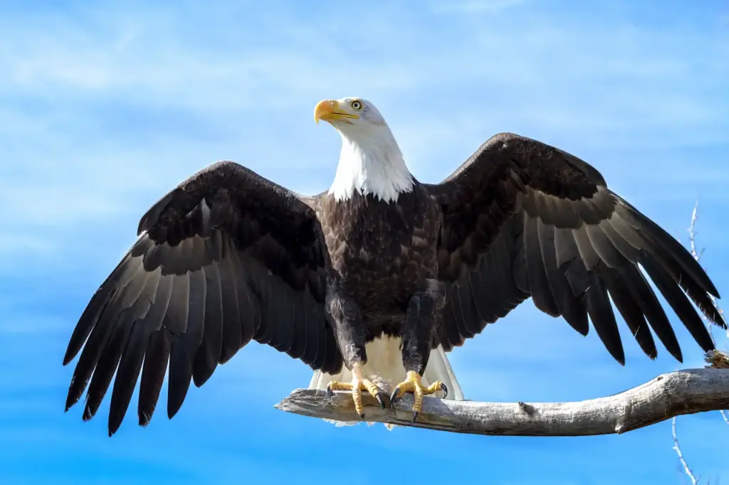 Bald Eagle with Wings Extended