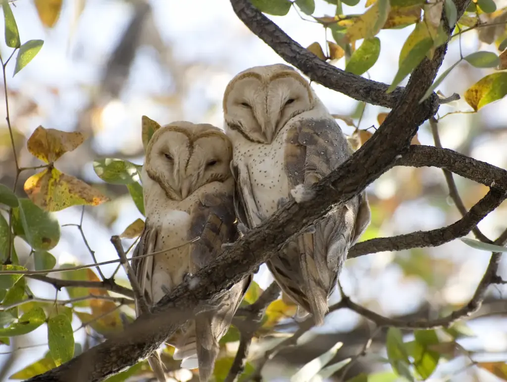 Two Barn Owls Resting into Woods 