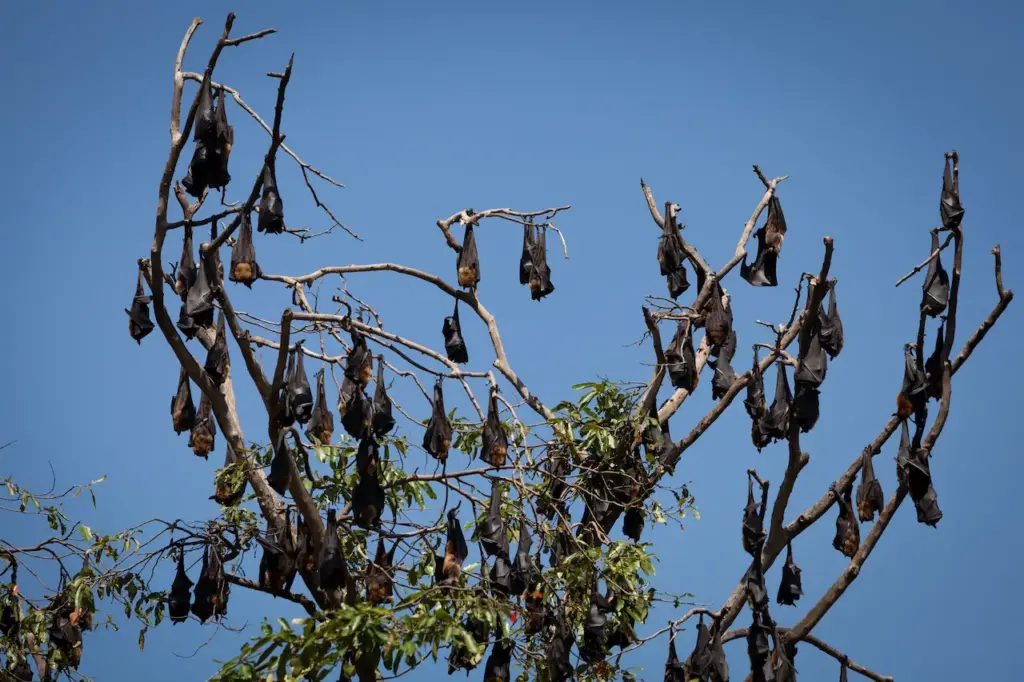 Black Bats Perched on the Branches in the Tree