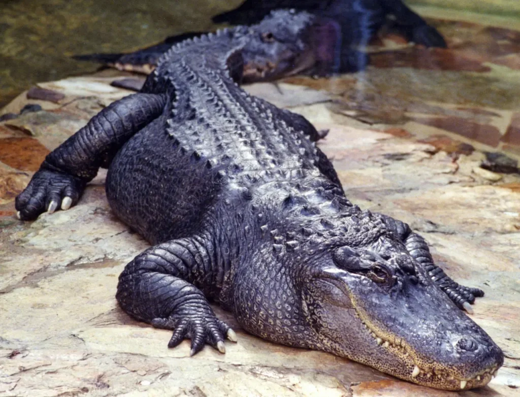 Black Crocodile Laying In The Water What Eats Turtles