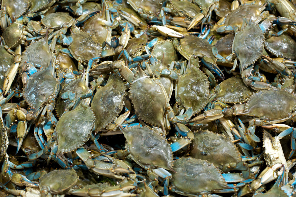 Group of Blue Crabs What Eats Crabs