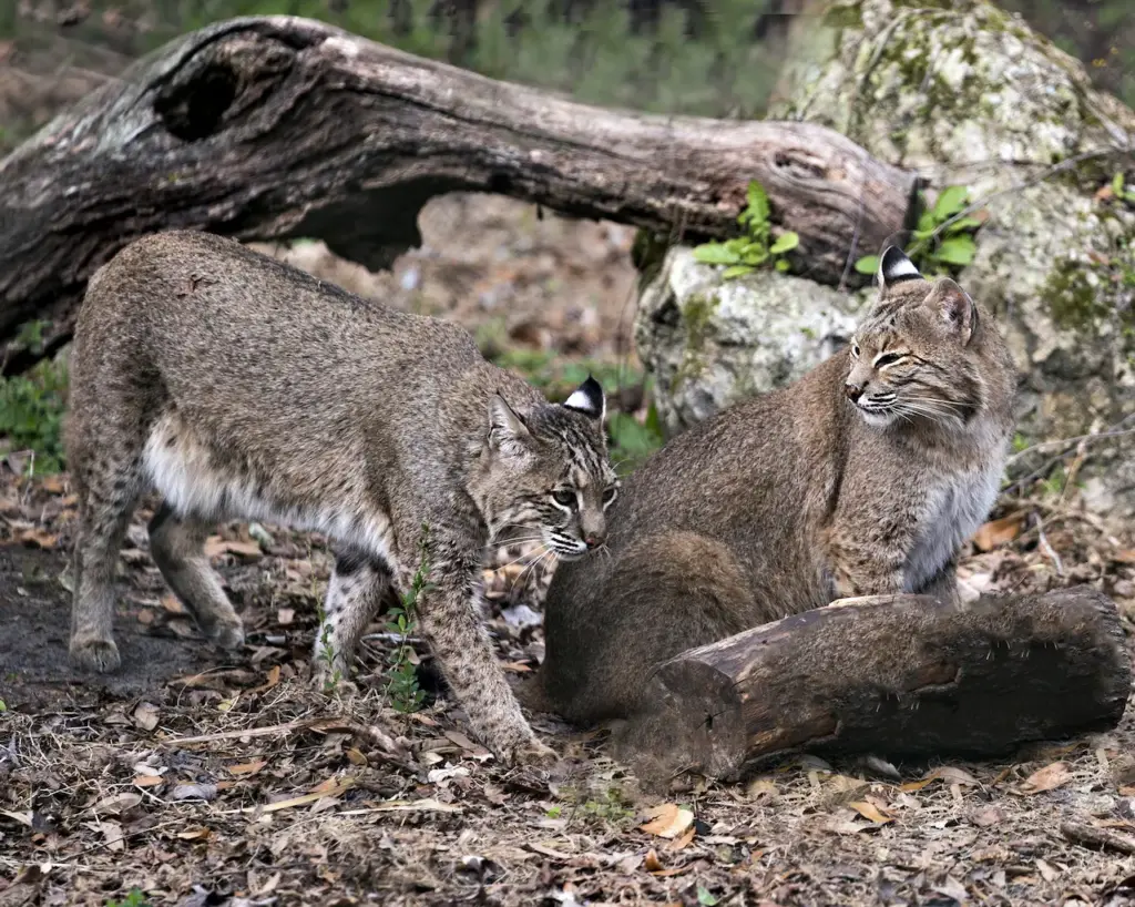 Two Bobcats Under the Tree Log