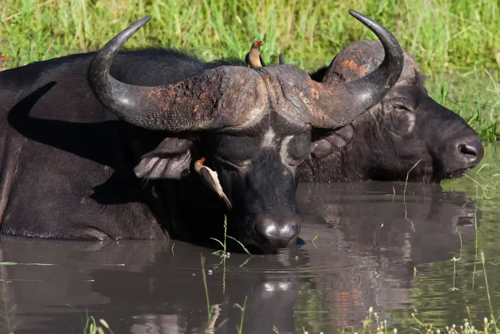 A Buffalo Resting In The Water What Eats Buffalos