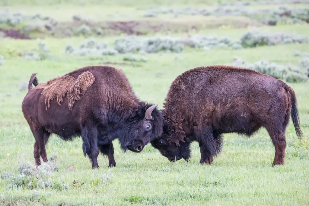 Two Buffalos Fighting What Eats Buffalos