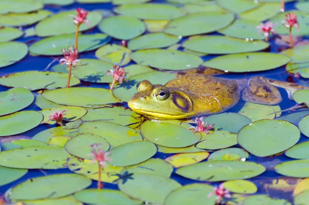 Closeup Image of Bull Frog in Lily Pond What Eats Frogs