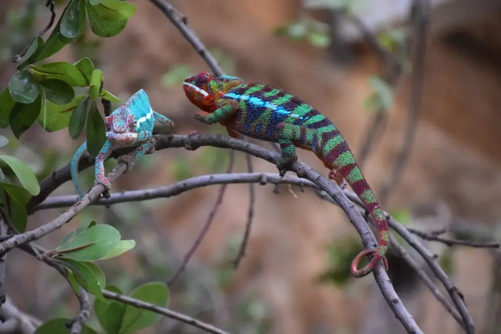 Chameleons In The Tree