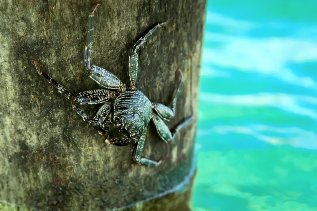 A Crab Near The Water