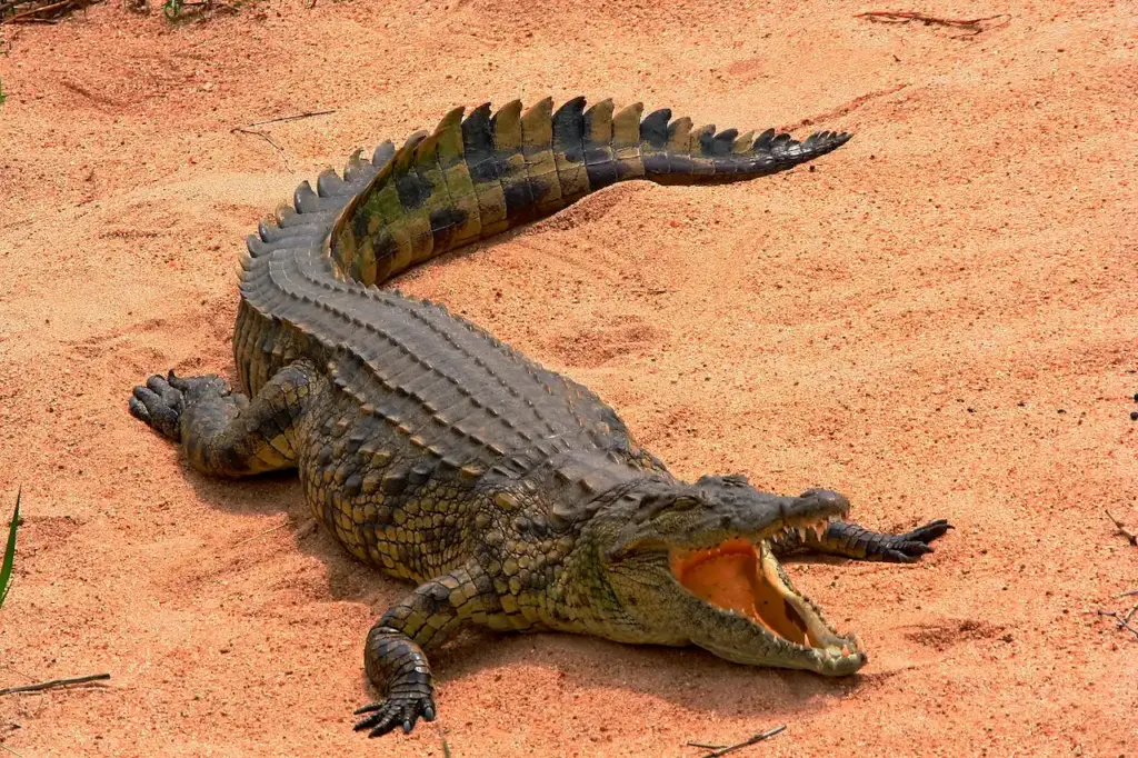 Crocodile Basking In The Sun