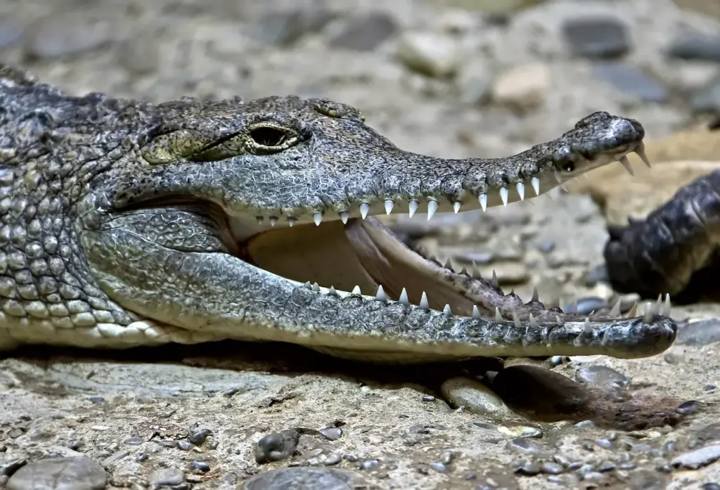 Closeup Image of a Crocodiles 