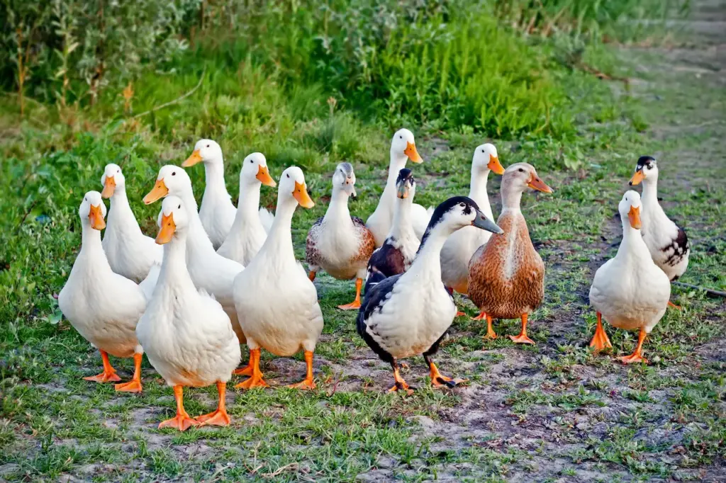 Group of Ducks 