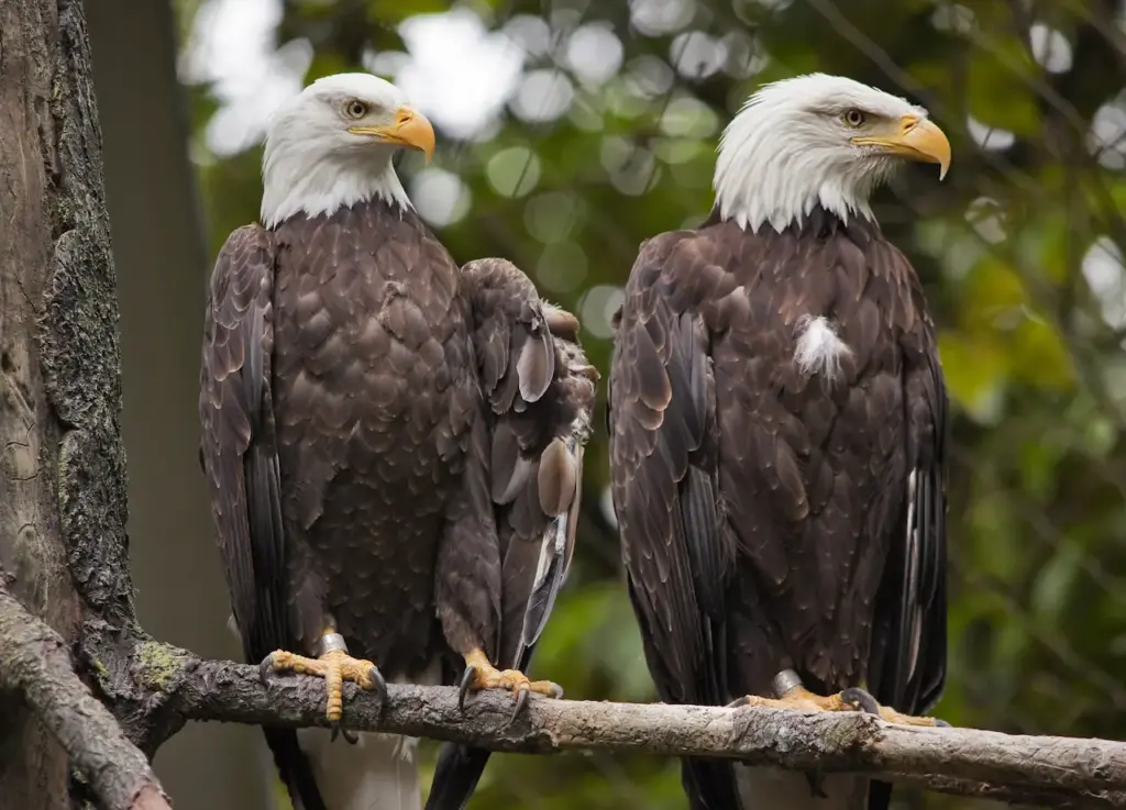 Two Eagles Perched on the Tree Branch