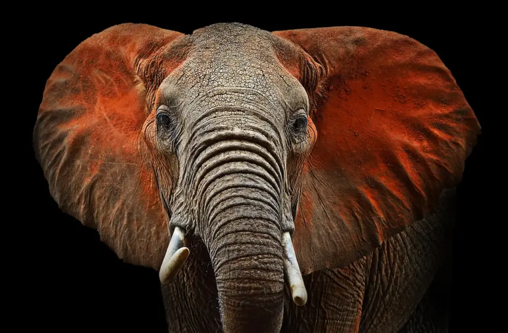 Close Up Image of Elephant 