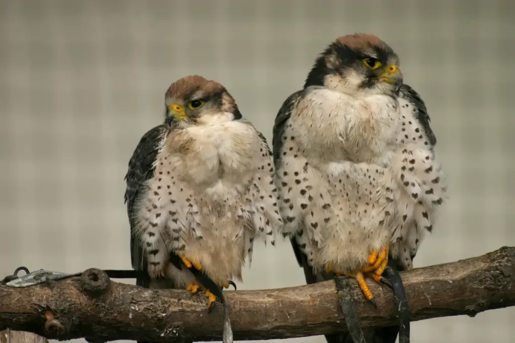 Two falcons Perched On The Tree Branch
