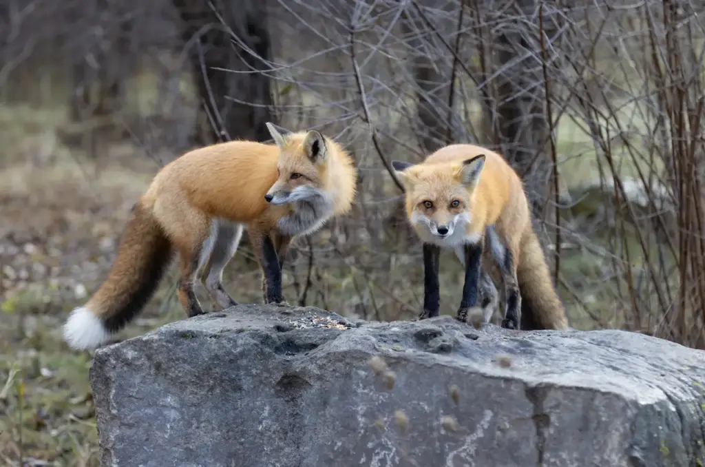 Two Foxes Standing On The Big Rock