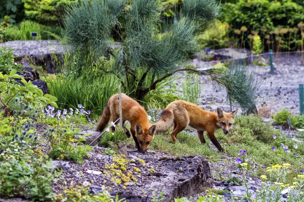 Two Foxes Searching For Food