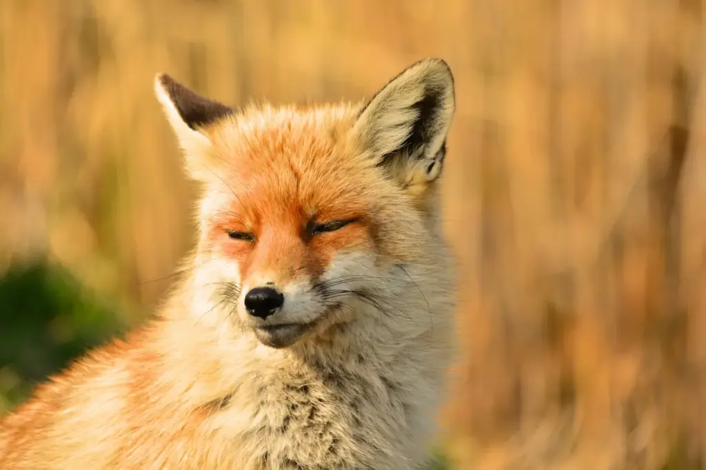 Close up Image of Foxes
