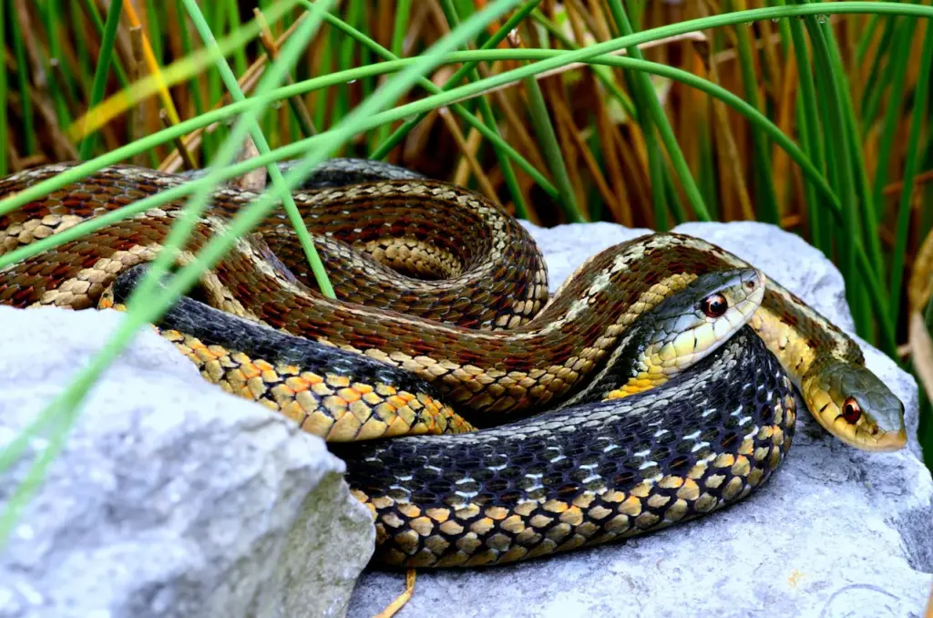 Garter Snakes Curled up Together on Rocks.