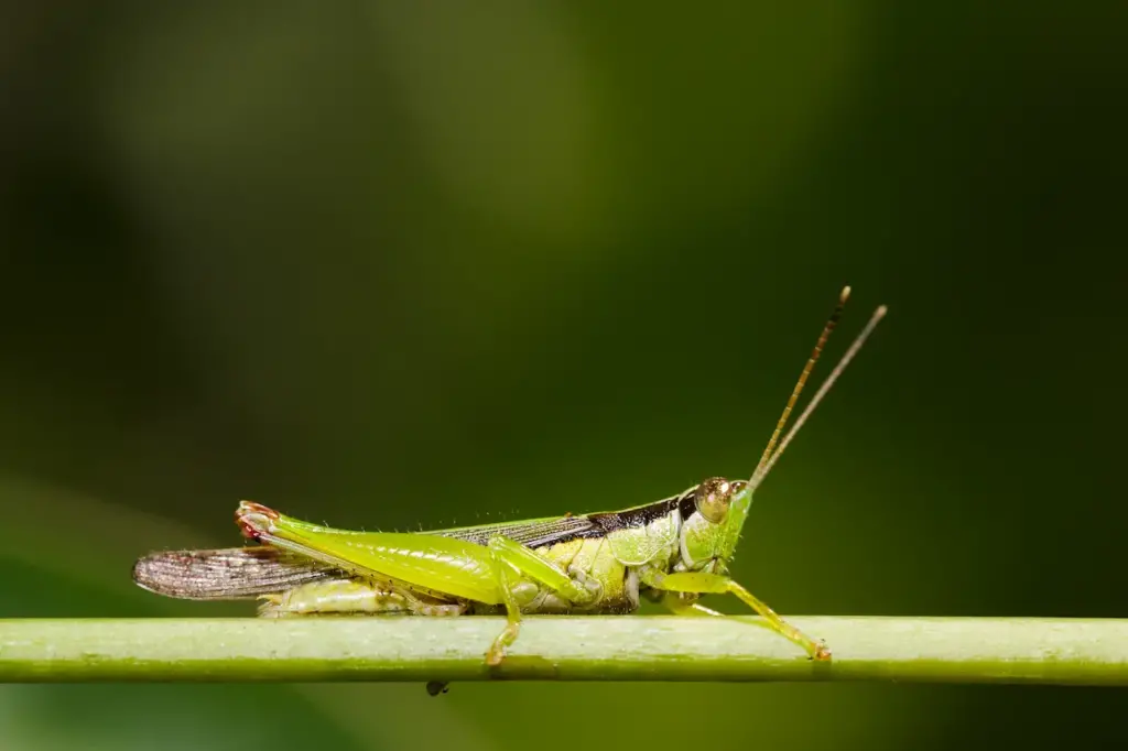 Green Grasshoppers Holding On A Twig