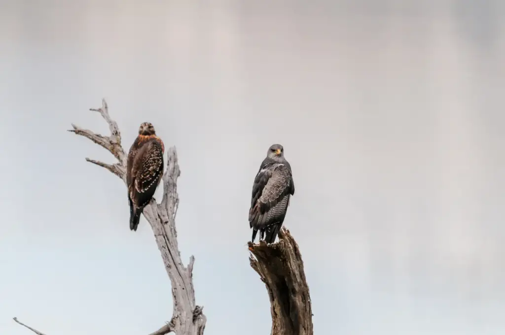 Two Hawks Perching On tree, What Eats Hawks