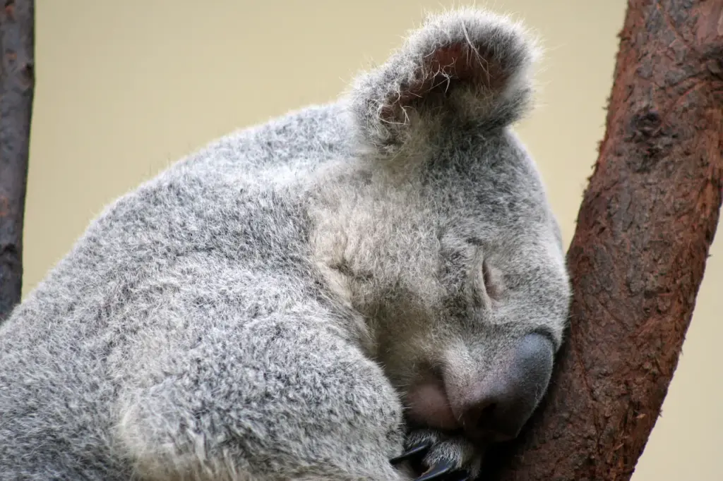 Sleeping Koala What Eats Koalas