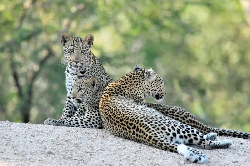 Three Leopards Resting On The Rock