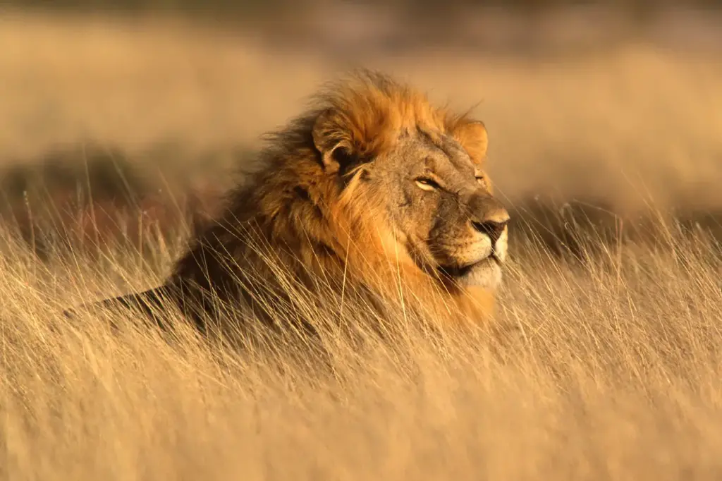 Image of A Male Lion On the Bush