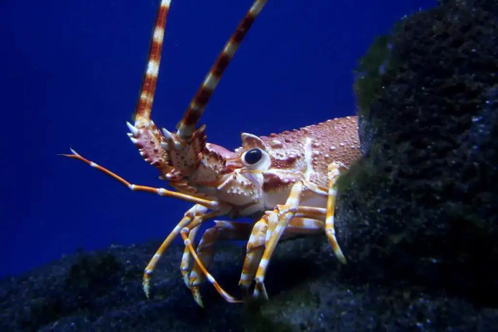 A Lobster Underwater What Eats Lobsters