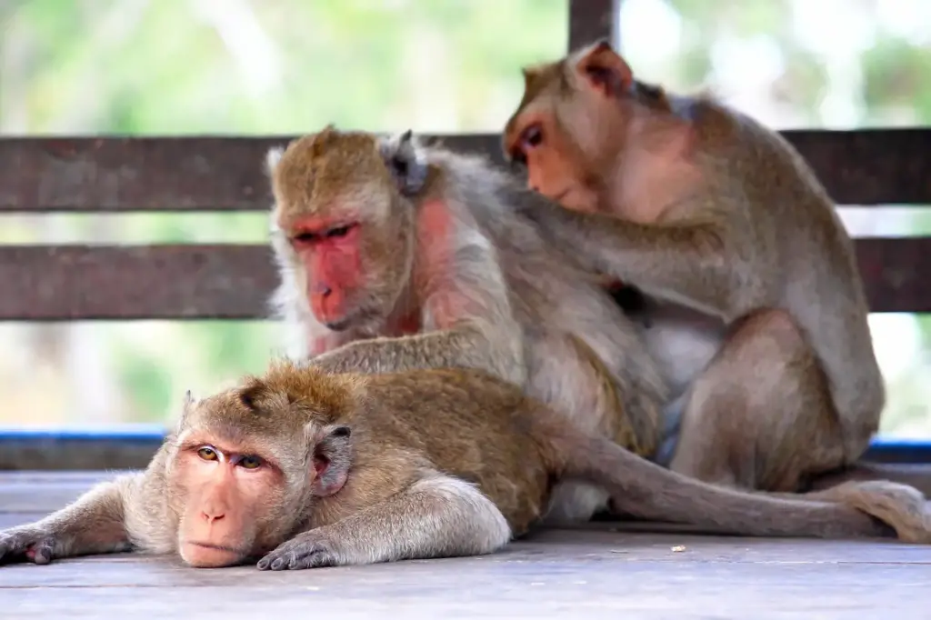Three Monkeys Resting What Eats Monkeys?