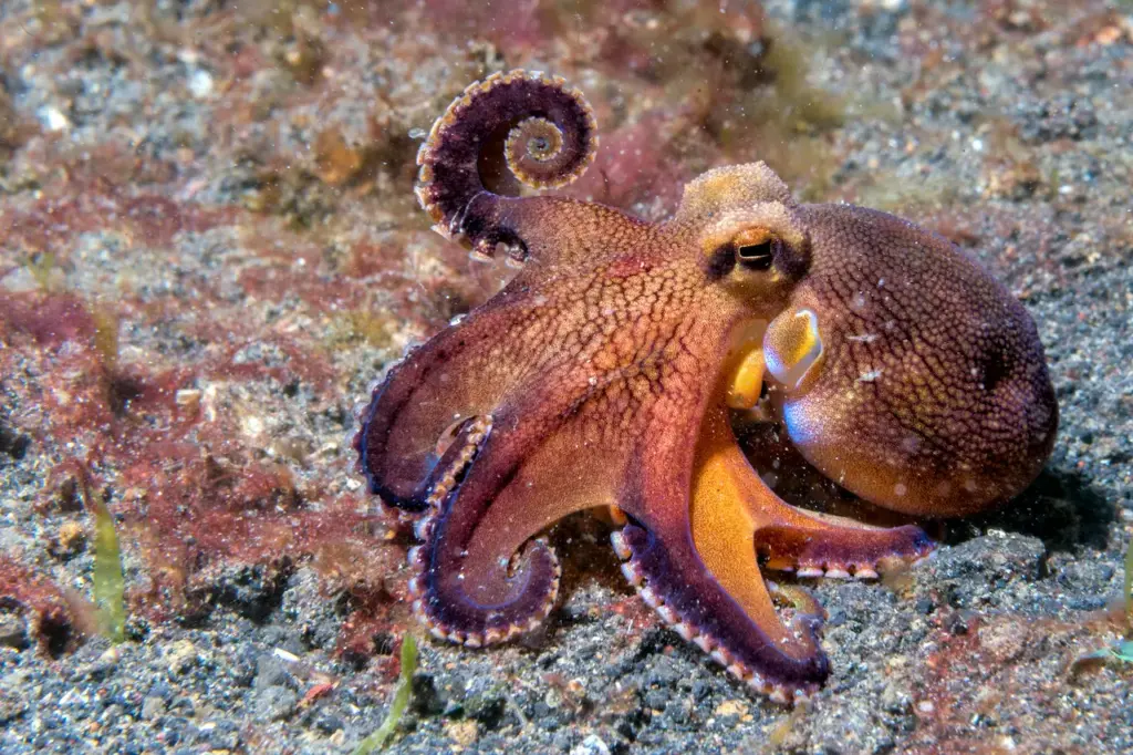Small Octopus Crawling Underwater