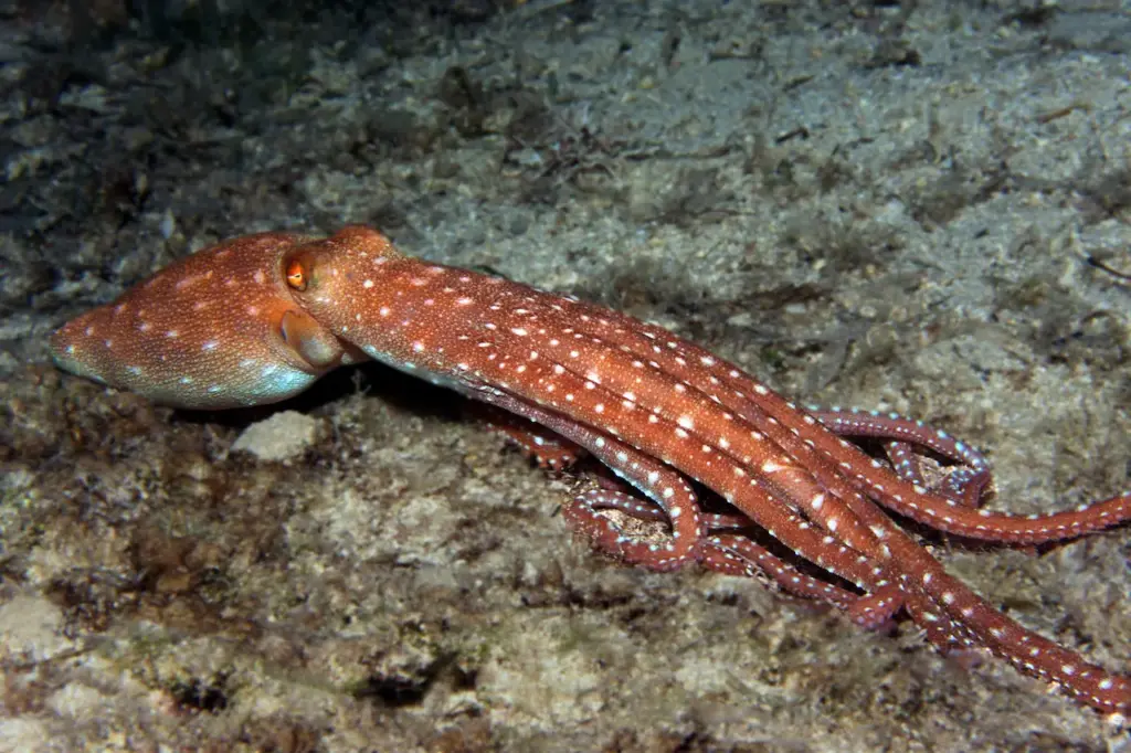 An Octopus Macropus Swimming Underwater