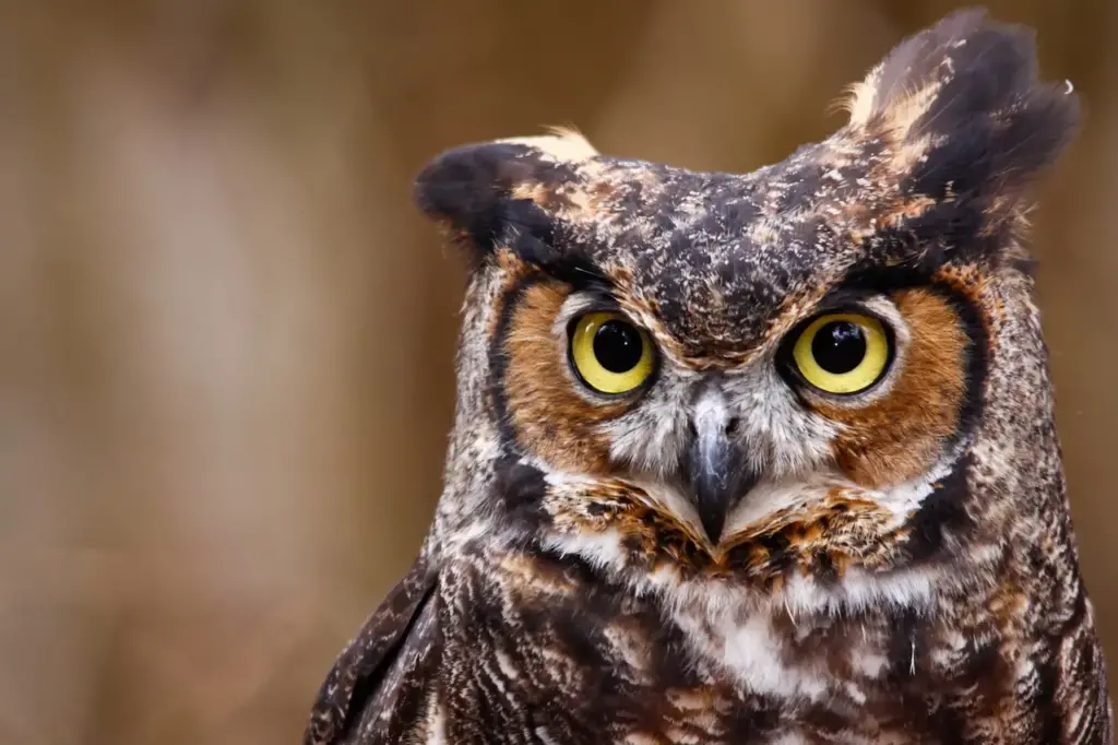 Closeup Image of Owl