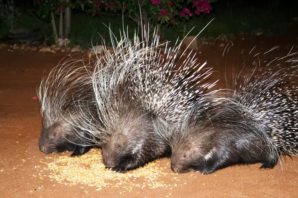 Three Porcupines Eating