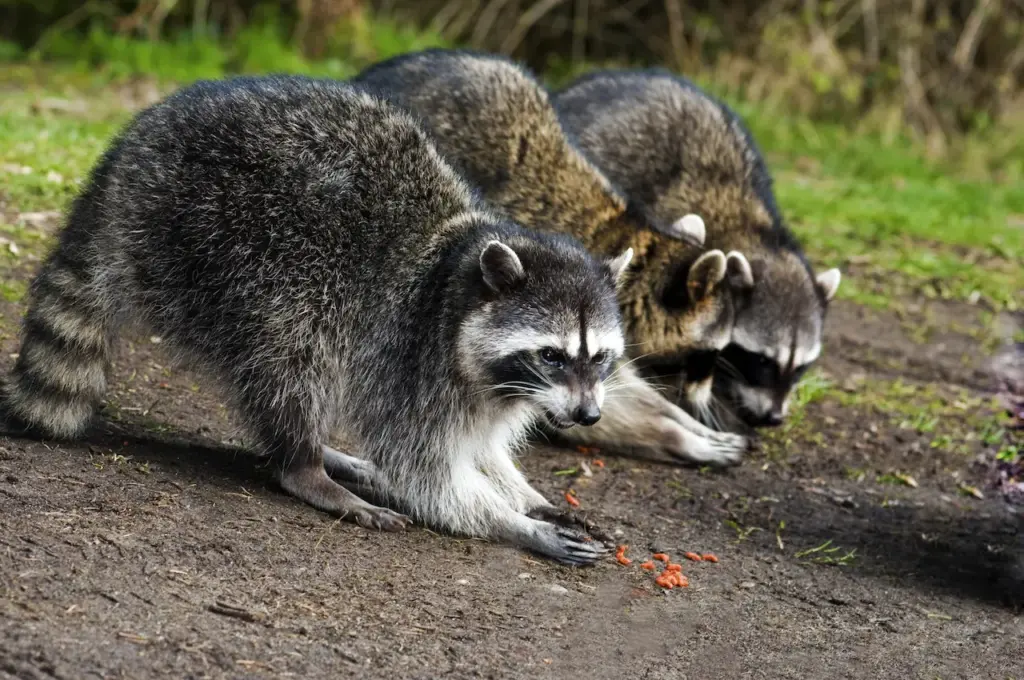Three Raccoons Eating What Eats Raccoons
