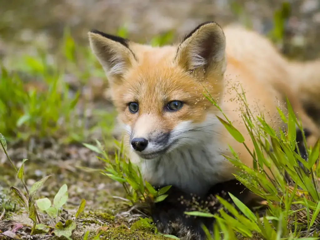 Red Fox Sitting on The Ground What Eats A fox